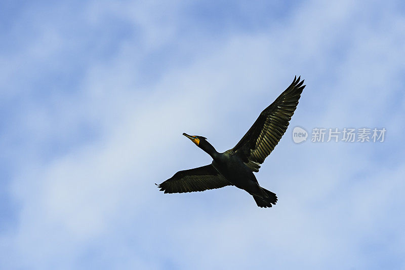 双冠鸬鹚、佛罗里达Phalacrocorax auritus floridanus、金银花Nannopterum auritum、奥杜邦Alafia银行鸟类保护区;鸟岛;希尔斯堡惨案湾;坦帕湾;佛罗里达